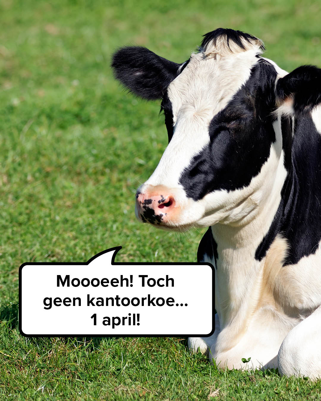 1 april grap kantoorkoe